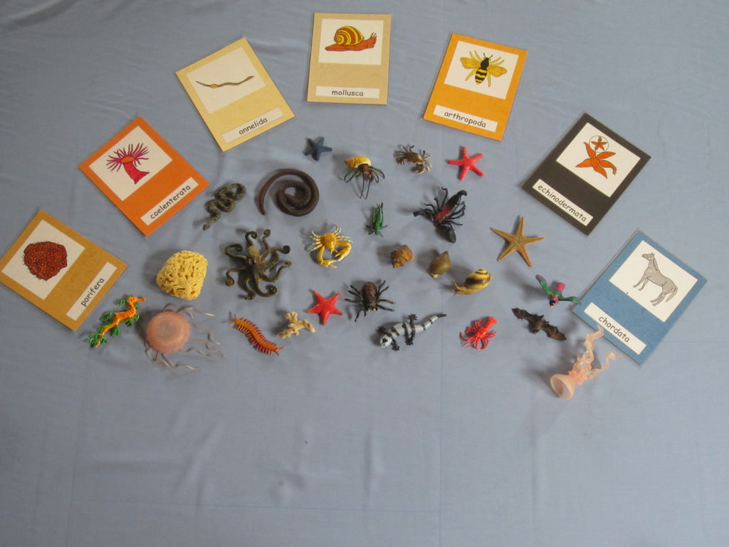 JACK Montessori Materials, Local, Biology, Premium Quality, Animal Kingdom II (objects and strip)