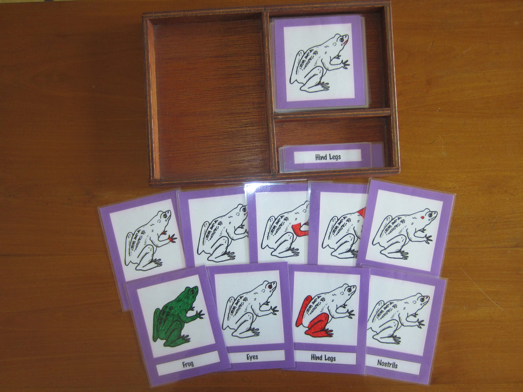 JACK Montessori Materials, Local, Biology, Premium Quality, Terminology Cards - Frog