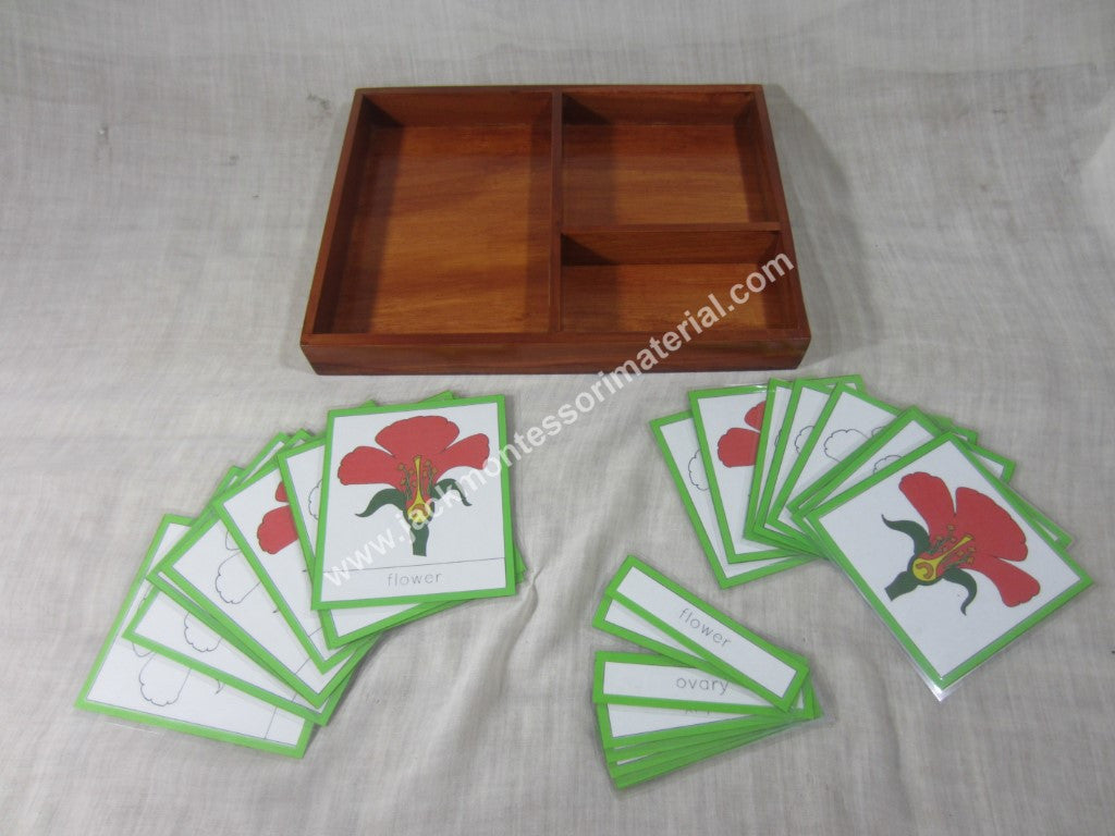 JACK Montessori Materials, Local, Biology, Premium Quality, Terminology Cards - Flower