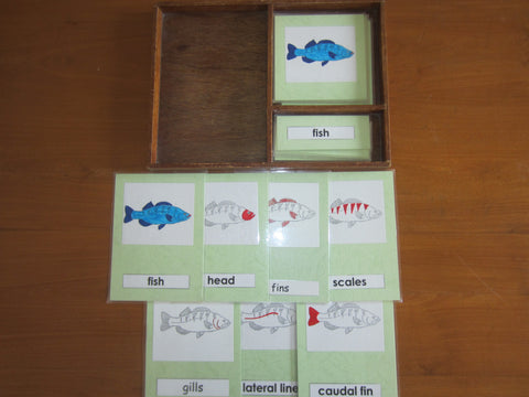 JACK Montessori Materials, Local, Biology, Premium Quality, Terminology Cards - Fish