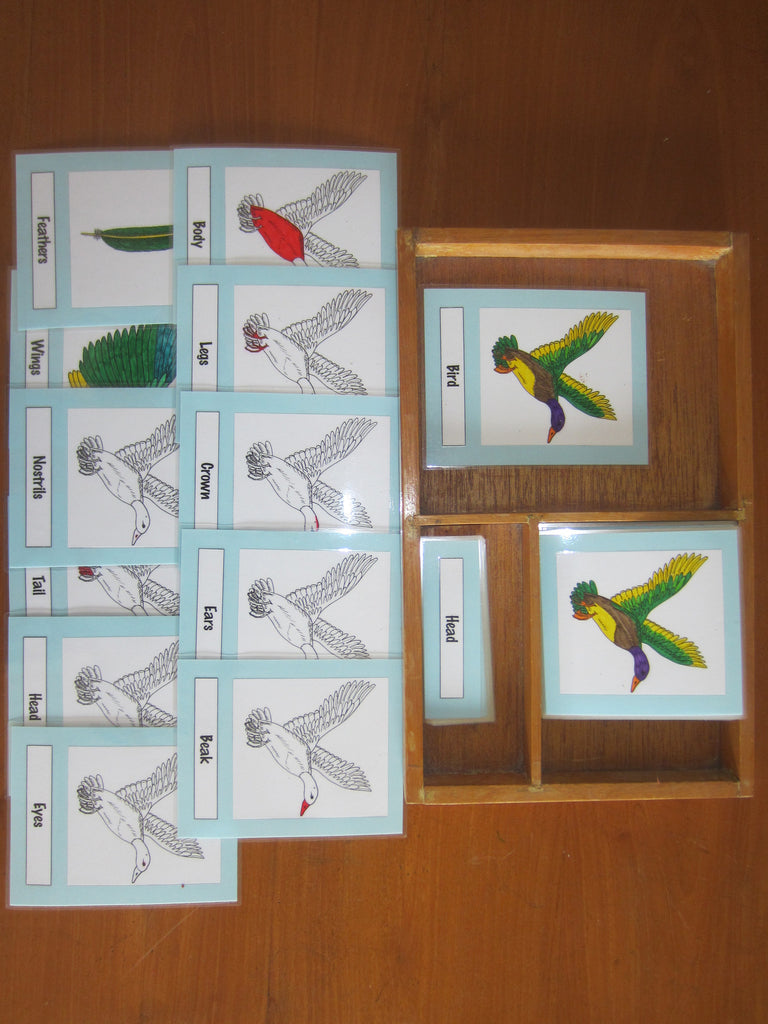 JACK Montessori Materials, Local, Biology, Premium Quality, Terminology Cards - Bird