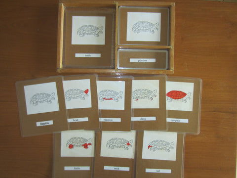 JACK Montessori Materials, Local, Biology, Premium Quality, Terminology Cards - Turtle
