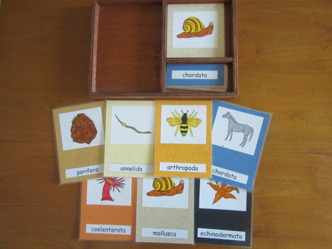 JACK Montessori Materials, Local, Biology, Premium Quality, Terminology Cards - Animal Kingdom 1
