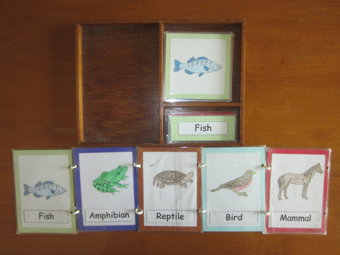 JACK Montessori Materials, Local, Biology, Premium Quality, Terminology Cards - Animal Kingdom Chordata