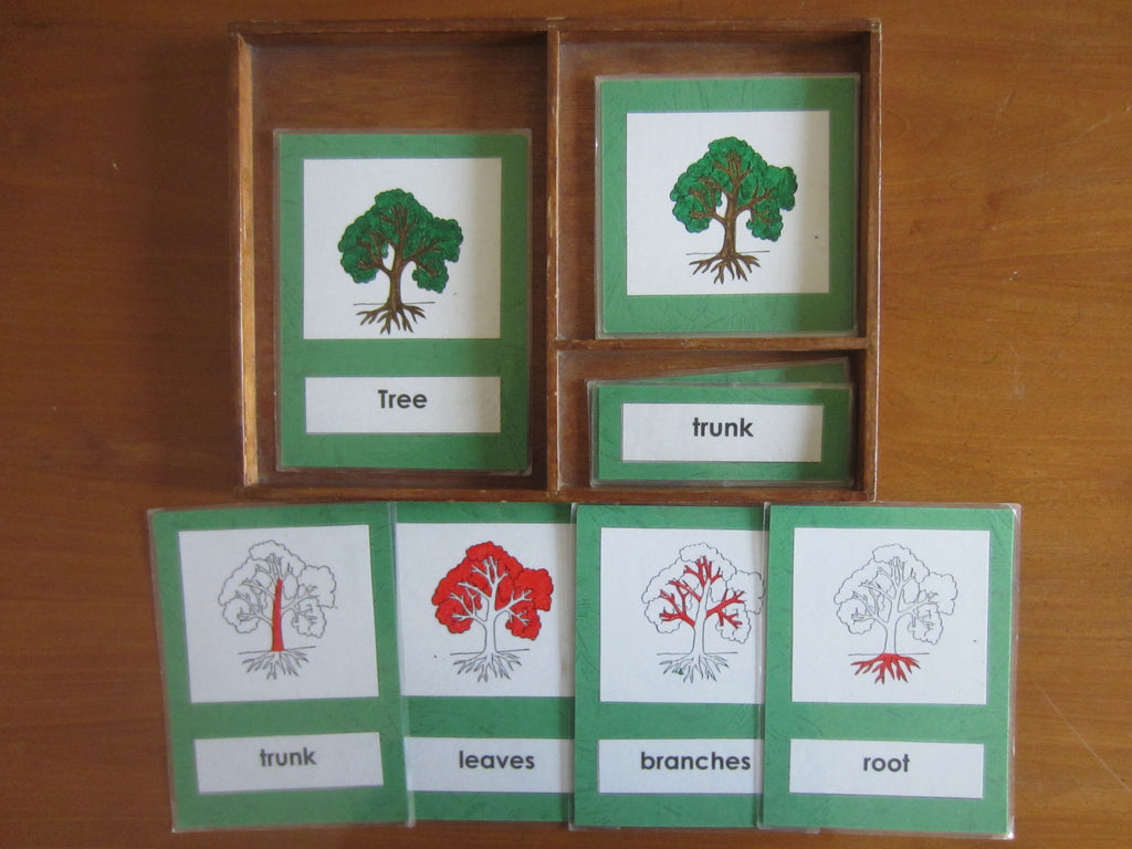 JACK Montessori Materials, Local, Biology, Premium Quality, Terminology Cards - Tree