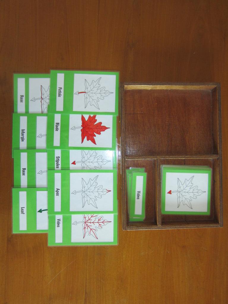 JACK Montessori Materials, Local, Biology, Premium Quality, Terminology Cards - Leaf