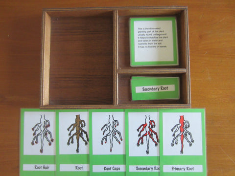 JACK Montessori Materials, Local, Biology, Premium Quality, Terminology Cards - Root