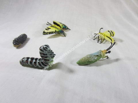 JACK Montessori Materials, Local, Biology, Premium Quality, Life cycle of Butterfly - Models