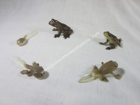 JACK Montessori Materials, Local, Biology, Premium Quality, Life cycle of Frog - Models